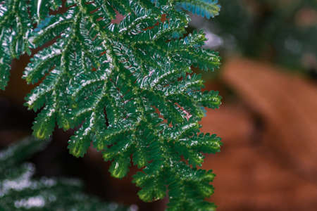 Beautiful ferns leaves green foliage againts shallow depth of field background in nature. selective focus shotの写真素材