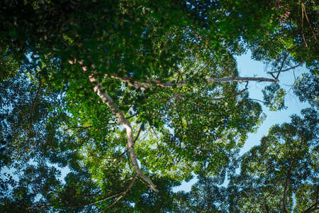 Nature composition, tropical canopy tree forest under bright sunny day. selective focus shotの写真素材
