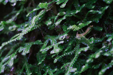 Natural closeup wild foliage agains shallow depth of field for background and environment conceptの写真素材