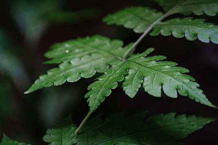 Natural closeup fern leaf agains shallow depth of field for background and environment conceptの写真素材
