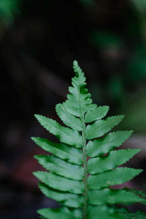 Natural closeup fern leaf agains shallow depth of field for background and environment conceptの写真素材