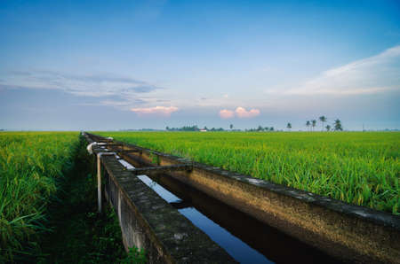 Peaceful view, paddy field scenery in Selangor State, Malaysia againts blue sky and cloudy skyの写真素材