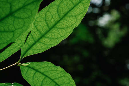 closeup pattern of leaves with backlight effect. nature composition with noise and grains effect. selective focus shotの写真素材
