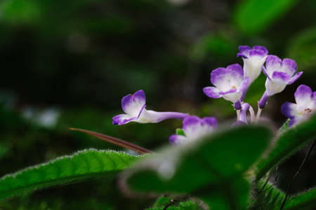 closeup pattern of wild flower in nature agains shallow depth of field. nature composition with noise and grains effect.の写真素材