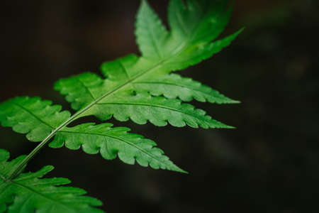 Natural closeup fern leaf agains shallow depth of field for background and environment conceptの写真素材