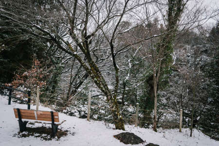 white snow surrounding public park landscape during winter season in Japanの写真素材