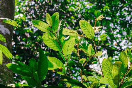 closeup pattern of leaves with backlight effect. nature composition with noise and grains effect. selective focus shotの写真素材