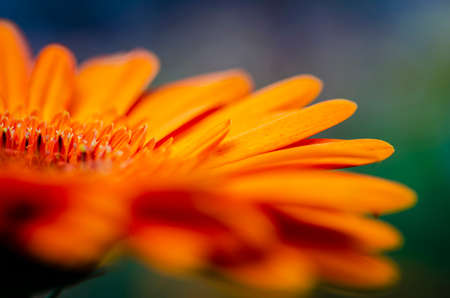 Production and cultivation of beautiful blooming Gerbera Daisy flowers in modern greenhouseの写真素材