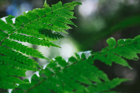 Natural closeup fern leaf agains shallow depth of field for background and environment conceptの写真素材