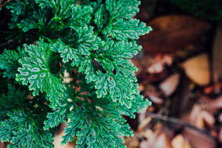 Beautiful ferns leaves green foliage againts shallow depth of field background in nature. selective focus shotの写真素材