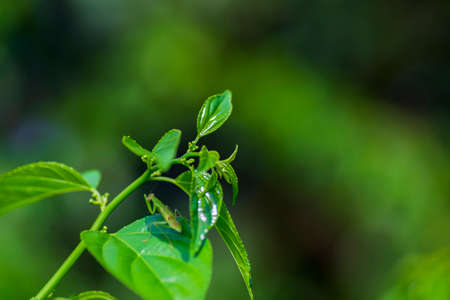 Close-up pattern of fresh green leaves with shallow dept of field backgroundの写真素材
