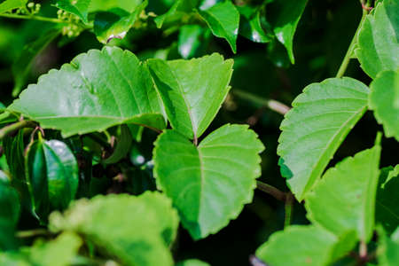 Close-up pattern of fresh green leaves with shallow dept of field backgroundの写真素材