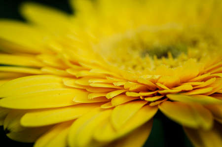 Production and cultivation of beautiful blooming Gerbera Daisy flowers in modern greenhouseの写真素材