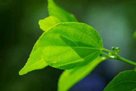 Close-up pattern of fresh green leaves with shallow dept of field backgroundの写真素材