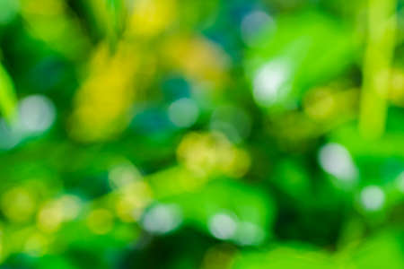 blurred image of fresh green leaves with shallow dept of field backgroundの写真素材