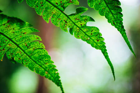 Natural closeup fern leaf agains shallow depth of field for background and environment conceptの写真素材