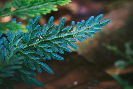 Beautiful ferns leaves green foliage againts shallow depth of field background in nature. selective focus shotの写真素材