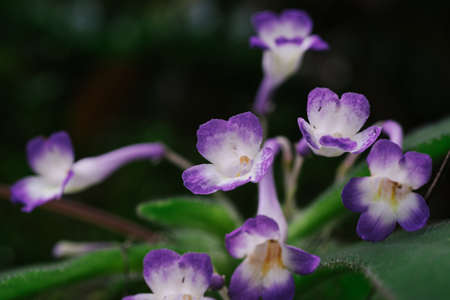 closeup pattern of wild flower in nature agains shallow depth of field. nature composition with noise and grains effect.の写真素材