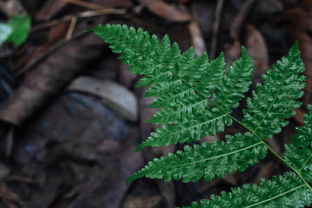 Natural closeup fern leaf agains shallow depth of field for background and environment conceptの写真素材
