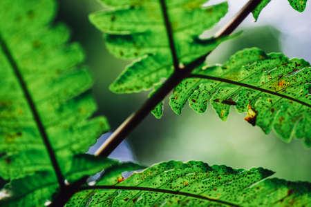 Natural closeup fern leaf agains shallow depth of field for background and environment conceptの写真素材