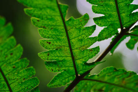 Natural closeup fern leaf agains shallow depth of field for background and environment conceptの写真素材