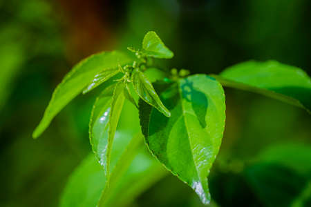 Close-up pattern of fresh green leaves with shallow dept of field backgroundの写真素材