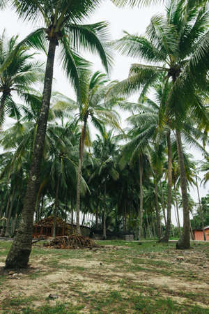 Beautiful nature landscape of Fishing village located in Terengganu, Malaysia with Coconut Palm treesの写真素材