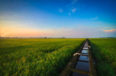 Peaceful view, paddy field scenery in Selangor State, Malaysia againts blue sky and cloudy skyの写真素材