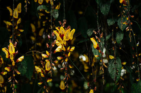 Close-up of fresh green leaves with shallow dept of field backgroundの写真素材