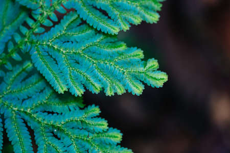 Beautiful ferns leaves green foliage againts shallow depth of field background in nature. selective focus shotの写真素材