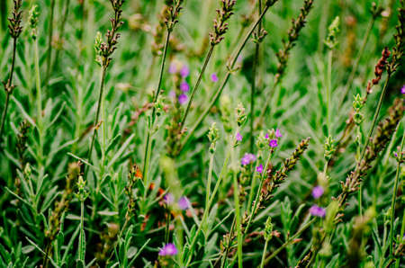 Close-up of fresh green leaves with shallow dept of field backgroundの写真素材