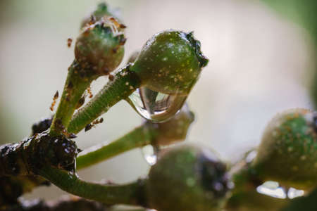 Macro closeup shot a cluster of wild fruit on the tree in the rainforest. selective focus shotの写真素材
