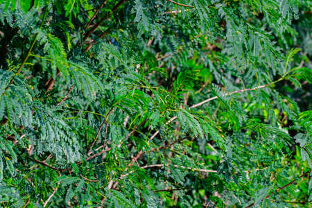 Close-up of fresh green leaves with shallow dept of field backgroundの写真素材