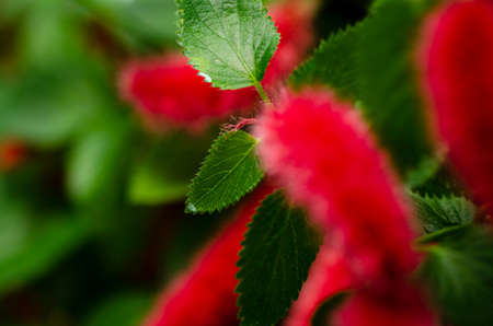 Close-up pattern of fresh green leaves with shallow dept of field backgroundの写真素材