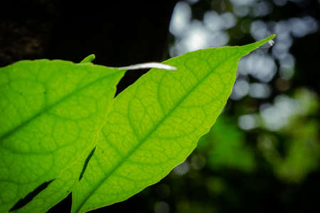 closeup pattern of leaves with backlight effect. nature composition with noise and grains effect. selective focus shotの写真素材