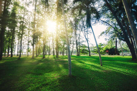 lower angle view, big tree in the park for background with light flare effectの写真素材