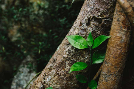 Natural closeup green leaf agains shallow depth of field for background and environment conceptの写真素材