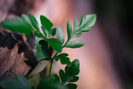 Natural closeup green leaf agains shallow depth of field for background and environment conceptの写真素材