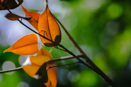 closeup pattern of leaves with backlight effect. nature composition with noise and grains effect. selective focus shotの写真素材