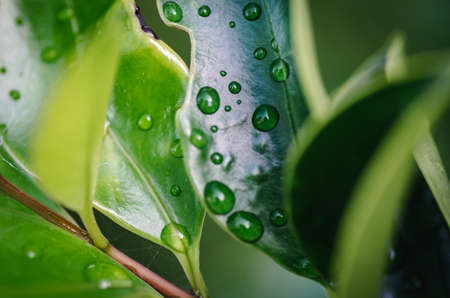 Natural closeup green leaf agains shallow depth of field for background and environment concept