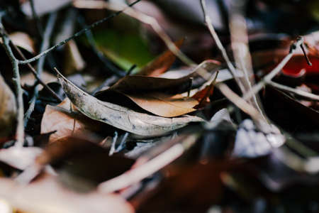 dried leaves on the tropical jungle laying on the ground. selective focus shotの写真素材