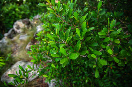 Natural closeup green leaf agains shallow depth of field for background and environment conceptの写真素材