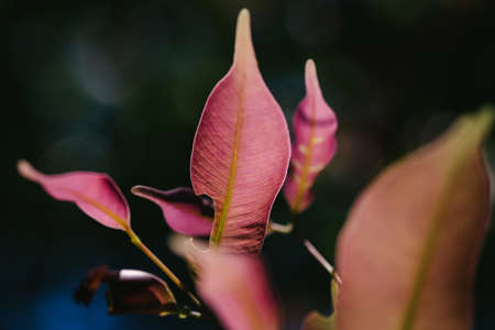 closeup pattern of leaves with backlight effect. nature composition with noise and grains effect....