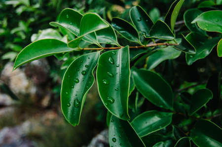Natural closeup green leaf agains shallow depth of field for background and environment conceptの写真素材
