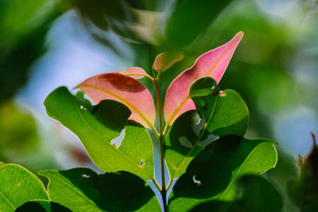closeup pattern of leaves with backlight effect. nature composition with noise and grains effect. selective focus shotの写真素材