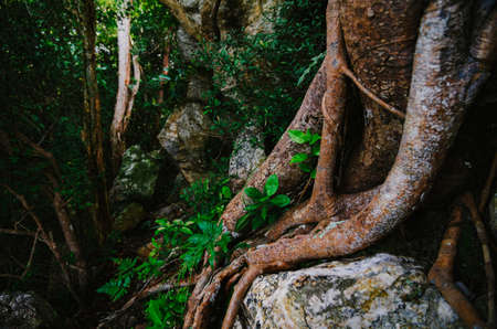 Natural closeup tropical rainforest agains shallow depth of field for background and environment...