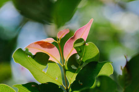 closeup pattern of leaves with backlight effect. nature composition with noise and grains effect. selective focus shotの写真素材