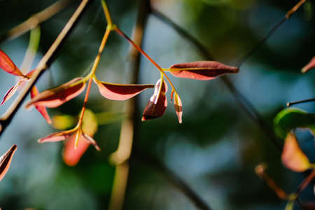closeup pattern of leaves with backlight effect. nature composition with noise and grains effect. selective focus shotの写真素材