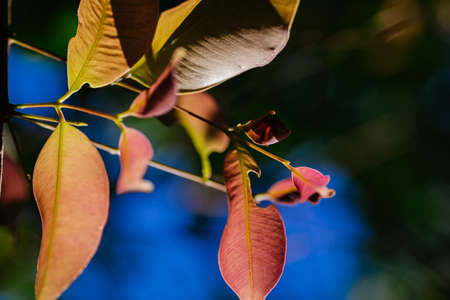 closeup pattern of leaves with backlight effect. nature composition with noise and grains effect. selective focus shotの写真素材