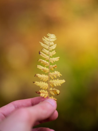 Dry autumn small fern leaf in handの写真素材